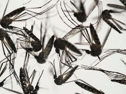 Desde 1934 hasta 2009 no hay ninguna constancia de que hubiera casos locales de esta enfermedad. AP / ARCHIVO