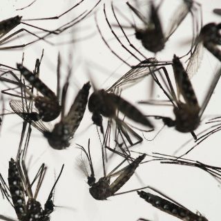 Brote de dengue en los cayos de Florida llega a 26 casos