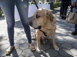 Hasta el momento, no hay evidencia que indique que las mascotas desempeñen un papel significativo en la propagación del virus. EL INFORMADOR/ARCHIVO