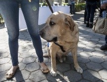Hasta el momento, no hay evidencia que indique que las mascotas desempeñen un papel significativo en la propagación del virus. EL INFORMADOR/ARCHIVO
