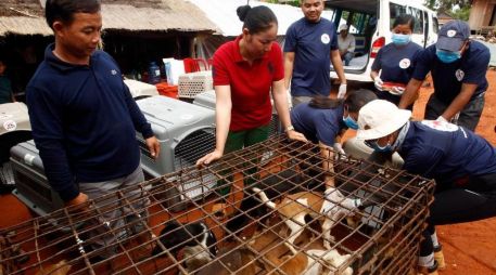 Los defensores de animales llevaron a los 15 perros que estaban enjaulados en el matadero a un refugio animal en Nom Pen. AP/H. Sinith