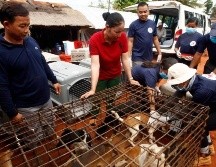 Los defensores de animales llevaron a los 15 perros que estaban enjaulados en el matadero a un refugio animal en Nom Pen. AP/H. Sinith