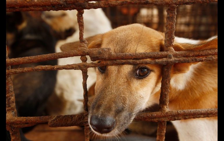 Los defensores de animales llevaron a los 15 perros que estaban enjaulados en el matadero a un refugio animal en Nom Pen. AP/H. Sinith