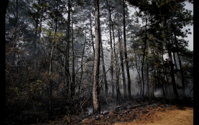 Durante la temporada de estiaje 2020, se presentaron 616 incendios forestales afectando una superficie de 29 mil 899.22 hectáreas. ESPECIAL/Semadet