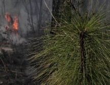 Durante la temporada de estiaje 2020, se presentaron 616 incendios forestales afectando una superficie de 29 mil 899.22 hectáreas. ESPECIAL/Semadet