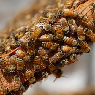 Enjambre de abejas ataca a militares en Sinaloa