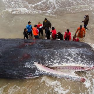 Cachalote muere varado en Argentina pese a intento de rescate