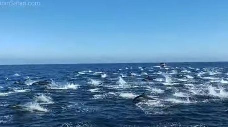Las aguas del sur de California son hogar de unos 450 mil delfines comunes. ESPECIAL/CAPTURA DE VIDEO
