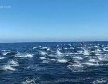 Las aguas del sur de California son hogar de unos 450 mil delfines comunes. ESPECIAL/CAPTURA DE VIDEO