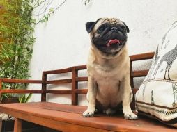 El respeto, el cariño, el amor y el afecto que manifestamos hacia nuestra mascota son esenciales para generar una sana convivencia. EL INFORMADOR / ARCHIVO