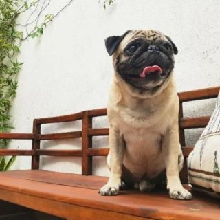 Promueven más respeto a las mascotas