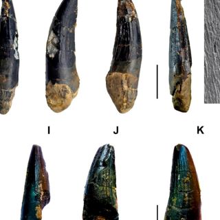 Hallazgo de dientes de dinosaurio en España avala teoría sobre el Cretácico