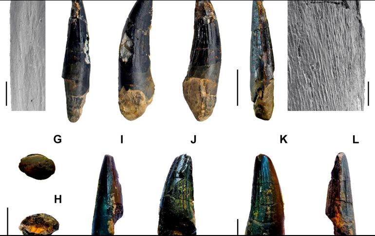 El equipo de trabajo encontró hace más de un año en un yacimiento de Igea doce dientes de un gran dinosaurio. EFE/ Cátedra de Paleontología de la Univ. de La Rioja