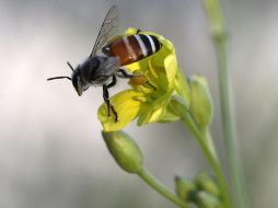 Este es el segundo ataque de abejas registrado en la entidad en una semana. EFE/ARCHIVO