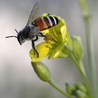 Deja un fallecido nuevo ataque de abejas en Sinaloa