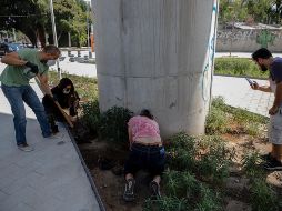 Los ciudadanos aseguraron que cuidarán las enredaderas que instalaron ayer. y se comprometieron a regar el resto de la vegetación entre las avenidas Ávila Camacho y Américas. EL INFORMAODR/F. Atilano