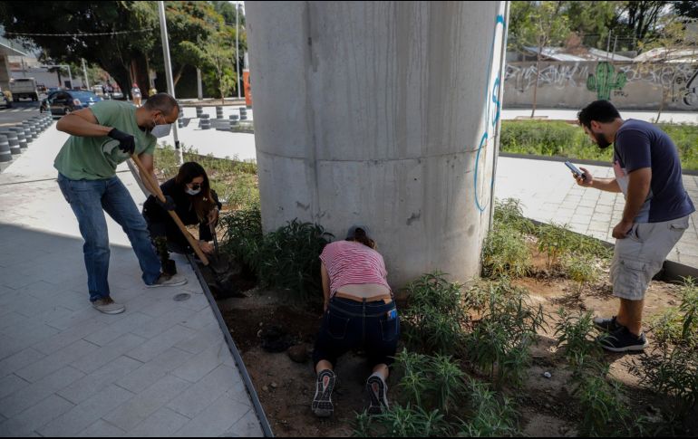 Los ciudadanos aseguraron que cuidarán las enredaderas que instalaron ayer. y se comprometieron a regar el resto de la vegetación entre las avenidas Ávila Camacho y Américas. EL INFORMAODR/F. Atilano