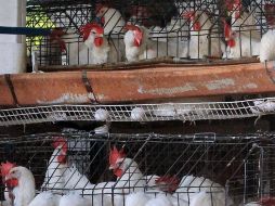 Denuncian que los cambios en el Servicio Postal están afectando a los pequeños avicultores de Estados Unidos. EL INFORMADOR/ARCHIVO