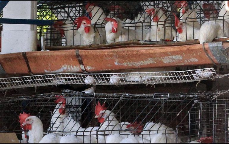 Denuncian que los cambios en el Servicio Postal están afectando a los pequeños avicultores de Estados Unidos. EL INFORMADOR/ARCHIVO