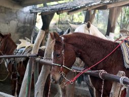 Para alimentar un equino se necesitan 150 pesos diarios, lo que da cuatro mil 500 pesos mensuales. EL INFORMADOR/ARCHIVO