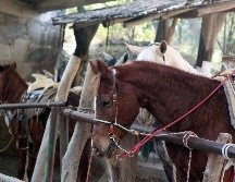 Para alimentar un equino se necesitan 150 pesos diarios, lo que da cuatro mil 500 pesos mensuales. EL INFORMADOR/ARCHIVO