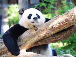 El siempre popular tráfico de la llamada Panda Cam ha estado colapsando desde que días atrás se anunció el embarazo de la venerable matriarca Mei Xiang. AFP
