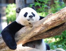 El siempre popular tráfico de la llamada Panda Cam ha estado colapsando desde que días atrás se anunció el embarazo de la venerable matriarca Mei Xiang. AFP