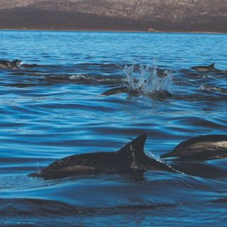 Isla Coronados, travesía tentadora