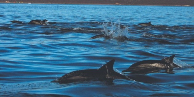 Isla Coronados, traves&iacute;a tentadora