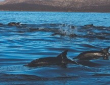 Riqueza. Esta zona es el hábitat de una amplia variedad de fauna. EL INFORMADOR/F. GONZÁLEZ