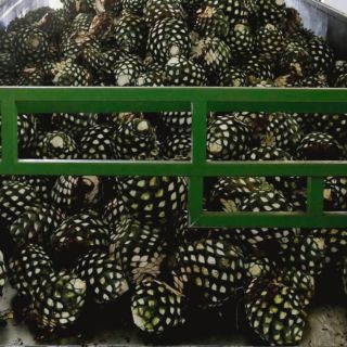 Exportaciones de tequila suben de enero a julio