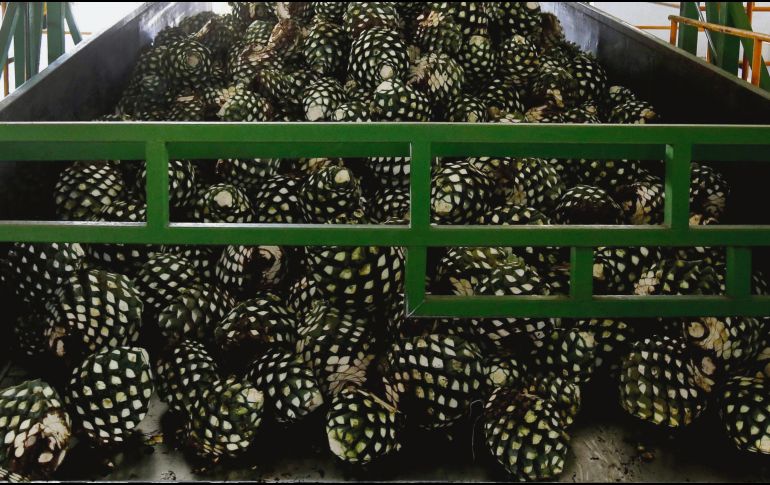 ESTABLE. Para el cierre del año, el sector tequilero espera registrar los mismos niveles de producción y exportaciones de 2019. ARCHIVO