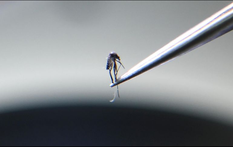 La presencia del mosquito en las casas, combinada con el confinamiento por la pandemia de COVID-19, aumenta la posibilidad de que se presenten infecciones. AFP/ARCHIVO