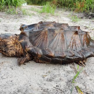 Hallan un macho y dos hembras de rara especie de tortuga en Florida