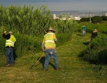 Desde que los vecinos “tomaron” el lugar han plantado más de 500 árboles, así como distintos tipos de verdura, e hicieron un campo de fútbol. ESPECIAL / Gobierno de Jalisco