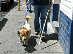 Pretenden garantizar los derechos de las personas con discapacidad que requieren de animales de asistencia para su día a día. EL INFORMADOR / ARCHIVO