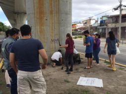 Por tercera ocasión ciudadanos plantan enredaderas en pilares de la Línea 3