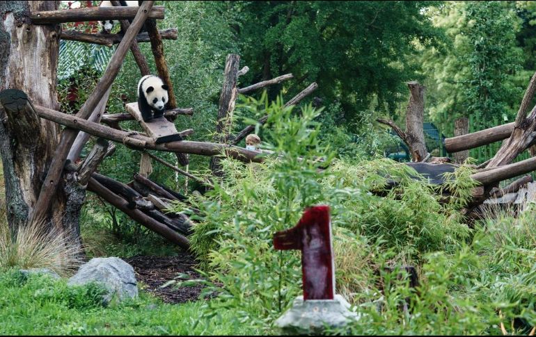 Los pandas se han convertido en la principal atracción del zoológico de la capital alemana. EFE / C. Bilan