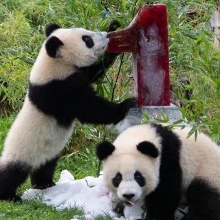 Fotogalería: Los pandas gemelos del zoo de Berlín celebran su primer cumpleaños