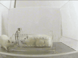 Investigadores expusieron que los ratones de laboratorio son inmunes a la infección por COVID-19. EFE / ARCHIVO