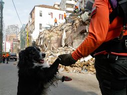 El animal es ''un elemento más'' para poder confirmar o descartar la presencia de una persona, que se añade a otras tantas tecnologías que se han usado hoy durante la operación de rescate. AFP / J. Eid