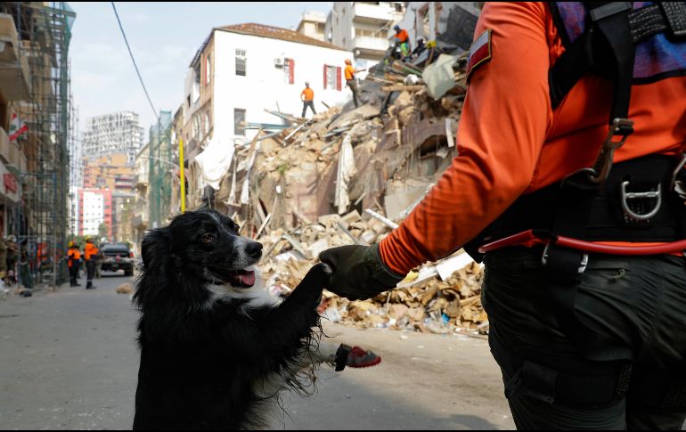 El animal es ''un elemento más'' para poder confirmar o descartar la presencia de una persona, que se añade a otras tantas tecnologías que se han usado hoy durante la operación de rescate. AFP / J. Eid