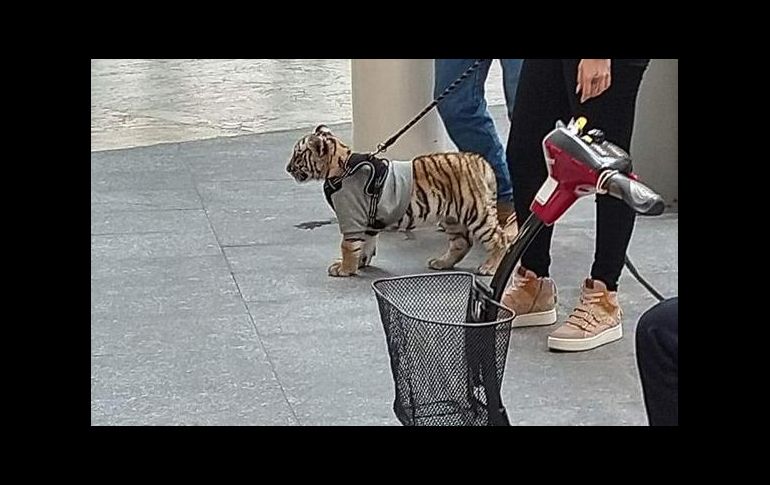 El caso del tigre en un centro comercial se ha viralizado en las últimas horas en el país. TWITTER