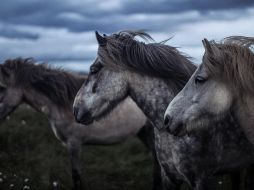 Las autoridades temen que los dueños de los caballos atacados comiencen a hacer justicia por propia mano. PEXELS