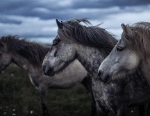 Las autoridades temen que los dueños de los caballos atacados comiencen a hacer justicia por propia mano. PEXELS