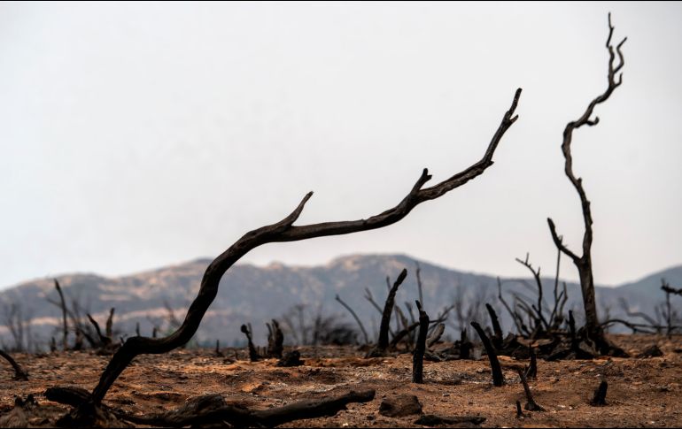 Así luce hoy una zona quemada en Yucaipa, California, luego del incendio desatado el sábado en El Ranch Dorado Park. AP/SCNG/The Orange County/C.  Register Yamanaka