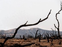 Así luce hoy una zona quemada en Yucaipa, California, luego del incendio desatado el sábado en El Ranch Dorado Park. AP/SCNG/The Orange County/C.  Register Yamanaka