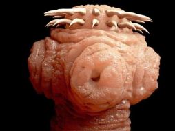 Feos, resbaladizos y con muy poco encanto... los parásitos no son precisamente los seres más carismáticos del mundo. GETTY IMAGES