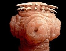 Feos, resbaladizos y con muy poco encanto... los parásitos no son precisamente los seres más carismáticos del mundo. GETTY IMAGES