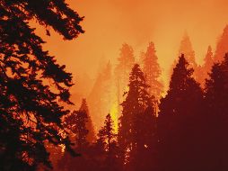 Los especialistas advierten de la fragilidad de ciertos ecosistemas. AFP